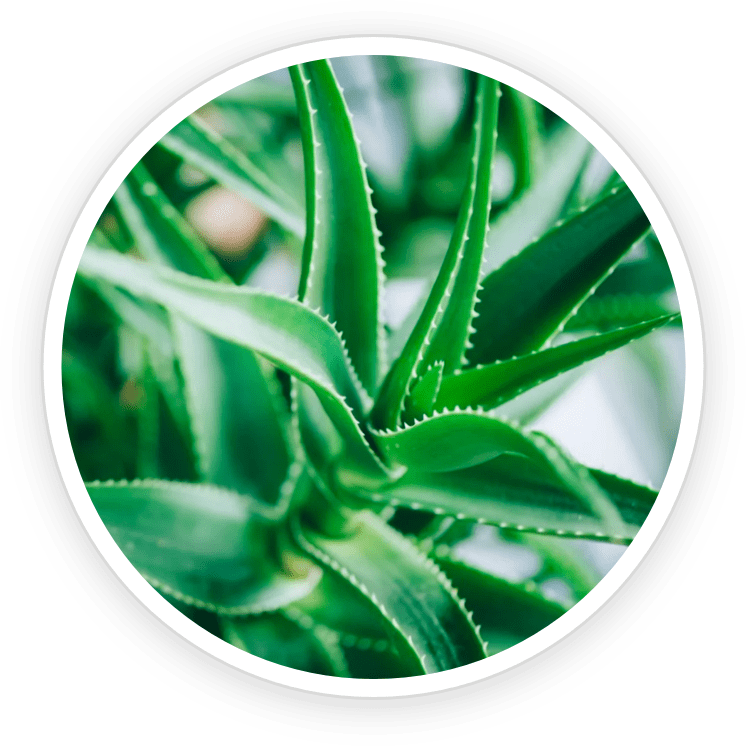 Aloe Vera Leaf Extract- KeraBiotics Ingredient